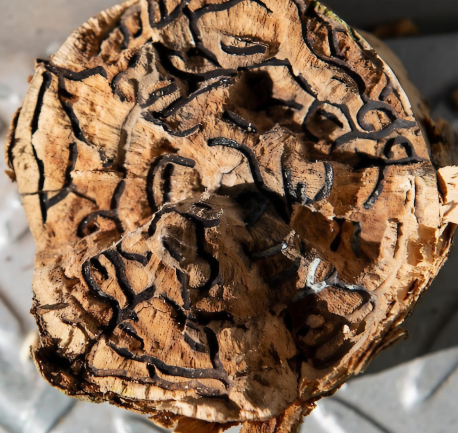 Fungus gallery created by a PSHB beetle inside a tree branch.